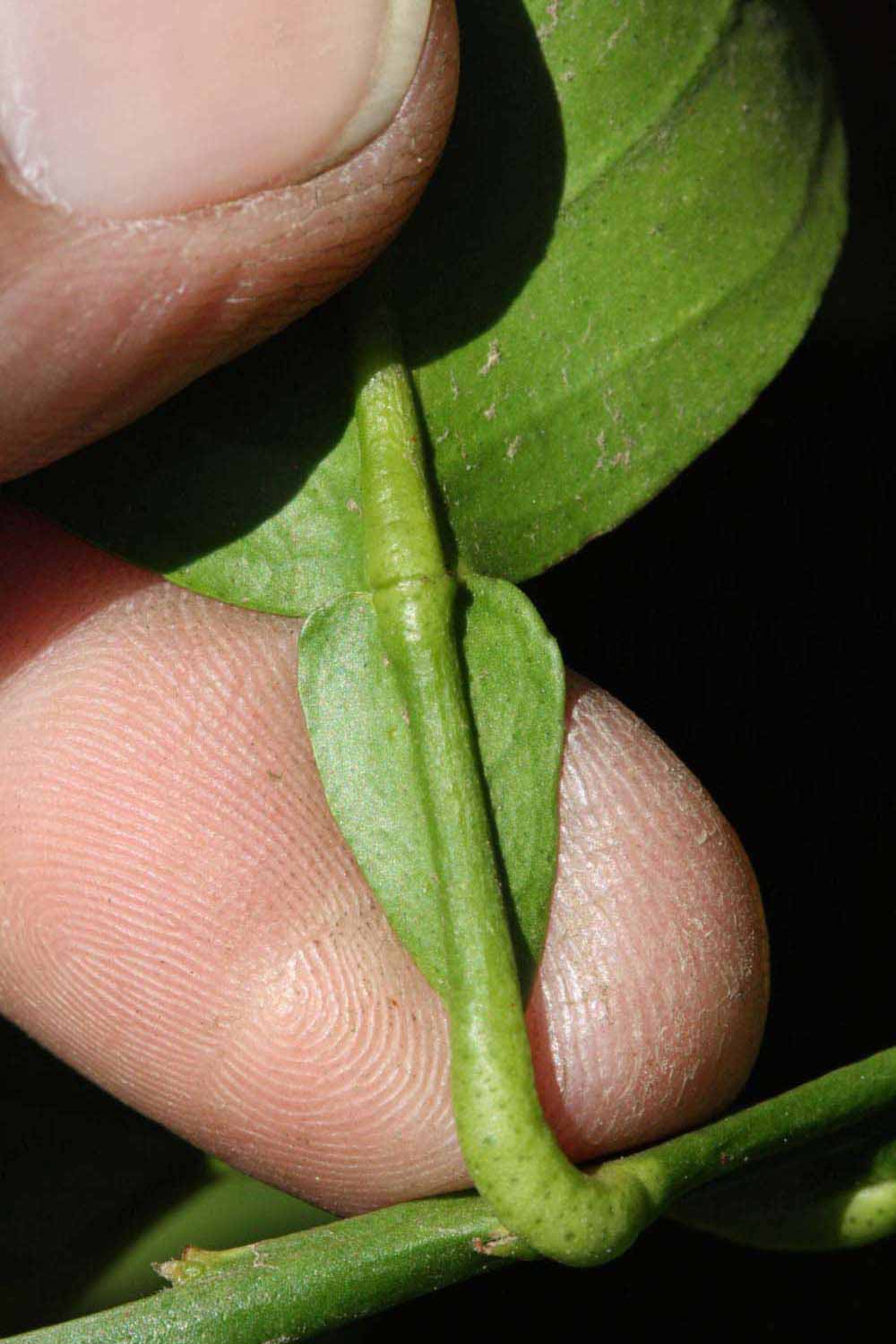              Petiole (Riverside, CA)       